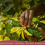 Nature Leaf Clove(Lobonggo) Whole - 50 gm Jar image