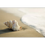 Nature Leaf Conch Shell Powder (Shongkho Gura) - 100 gm image