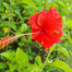 Nature Leaf Hibiscus Flower Powder(Joba Ful Gura) - 100 gm image
