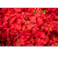 Nature Leaf Hibiscus Flower Powder(Joba Ful Gura) - 100 gm image