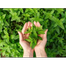 Nature Leaf Pudina Pata Gura (Mint Leaf Powder)- 100 gm image