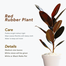 Brikkho Hat New Home Indoor Pack-1 (10 Plants) (Red Rubber Plant ZZ, Green Spider Plant, Snake Green Jade Plant, Fairy Castle Cactus, Areca Palm, Money Plants, Lucky Bamboo, Lemon Lime Philodendron) image