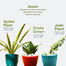 Brikkho Hat New Home Indoor Pack-1 (10 Plants) (Red Rubber Plant ZZ, Green Spider Plant, Snake Green Jade Plant, Fairy Castle Cactus, Areca Palm, Money Plants, Lucky Bamboo, Lemon Lime Philodendron) image