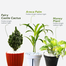 Brikkho Hat New Home Indoor Pack -2 (8 Plants) (Spider Plant, Snake Green, Jade Plant, Fairy Castle Cactus, Areca Palm, Money Plants, Lucky Bamboo, Lemon Lime Philodendron) image