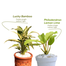 Brikkho Hat New Home Indoor Pack -2 (8 Plants) (Spider Plant, Snake Green, Jade Plant, Fairy Castle Cactus, Areca Palm, Money Plants, Lucky Bamboo, Lemon Lime Philodendron) image