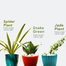 Brikkho Hat New Home Indoor Pack -2 (8 Plants) (Spider Plant, Snake Green, Jade Plant, Fairy Castle Cactus, Areca Palm, Money Plants, Lucky Bamboo, Lemon Lime Philodendron) image