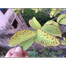 Nitro 505 EC (versatile liquid insecticide) 50ml image