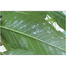 Nitro 505 EC (versatile liquid insecticide) 50ml image