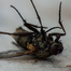 No Kroach - Flies Killer (100 Percent Effective For Flies) - 1 Pcs image