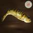 Nona Ilish Shutki Fish / Dry Fish Regular Size image