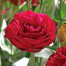 Nondini Flower Seeds Intact Pack image