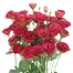 Nondini Flower Seeds Intact Pack image