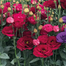 Nondini Flower Seeds Intact Pack image