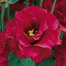 Nondini Flower Seeds Intact Pack image