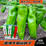 OX Horn Chili Seeds Large Re-Pack - 10pcs image