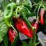OX Horn Chili Seeds Large Re-Pack - 10pcs image