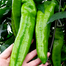 OX Horn Chili Seeds Large Re-Pack - 10pcs image