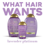 Ogx Hydrate And Color Reviving Plus Lavender Platinum Conditioner 385ml image