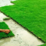 Organic Carpet Grass Seeds Imported 100gm image