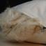 Original Shimul Fiber Head Pillow Cotton Fabric White18x28 Inch image