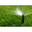 Original and Pure Bermuda Grass Seeds 1gm Re-Pack image