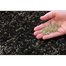 Original and Pure Bermuda Grass Seeds 1gm Re-Pack image