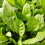 Panjab All Green Palong Seeds Indian Repack - 1gm image