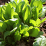 Panjab All Green Palong Seeds Indian Repack - 1gm image