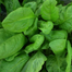 Panjab All Green Palong Seeds Indian Repack - 1gm image