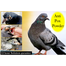 Peflox Vet Pack For Any Bird Pox Medicine - 10gm image