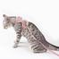 Pet Cat Adjustable Denim Hranness image