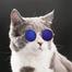 Pet Cat Sunglasses Small Dog Glasses Pet Products image