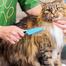Pet Flea Comb Extra Fine Tooth Comb Lice And Nits Remover image