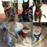 Pet Harnesses Cat Traction Lash Vest Cat Chest Lash Is Reflective At Night To Prevent Breaking Away From The Walking Cat Leash image