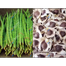 Pkm1 Moringa Sajna Seeds All Season image