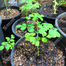 Pkm1 Moringa Sajna Seeds All Season image