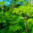 Pkm1 Moringa Sajna Seeds All Season image