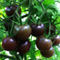 Premium Black Pearl Series Black Tomato Seeds Re-pack- 10pcs image