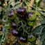 Premium Black Pearl Series Black Tomato Seeds Re-pack- 10pcs image