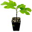 Premium Egyptian Fig Seeds 5pcs image