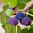 Premium Egyptian Fig Seeds 5pcs image