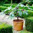 Premium Egyptian Fig Seeds 5pcs image