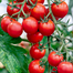 Premium Red Saint Cherry Tomatoes Re-Pack - 10pcs image