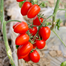 Premium Red Saint Cherry Tomatoes Re-Pack - 10pcs image