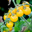 Premium Yellow Saint Cherry Tomatoes Re-Pack - 10pcs image
