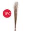 Proclean Broom (For Bed) - 1 Pcs image