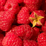 Rare Delicious Raspberry Fruit Seeds image