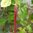 Red Borboti (Long Bean) Intact Pack - 2gm image
