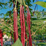Red Borboti (Long Bean) Intact Pack - 2gm image