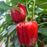 Red Capsicum Seeds Hybrid Re-Pack - 5Pcs image